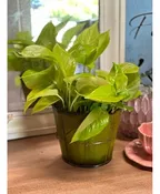 6" PHILODENDRON