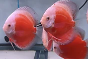 4.5-5.0" Coral Red