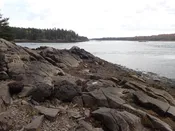 Live Rocky Shore Marine Life Kit | Gulf of Maine Tidepool Species | Gulf Of Maine, Inc.