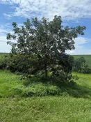Bur Oak