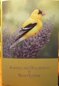 American Goldfinch & Bush Lupine notecard by Keith Hansen