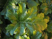 Acanthus 'Summer Beauty'