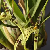 Brassia Orchid