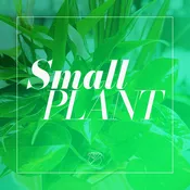 Plant- Small — The Flower Company