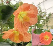 Abutilon ‘Victor Reiter’ (Abutilon hybrid)
