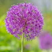 Allium Purple Sensation (25 bulbs) — Hidden Springs Peony Farm