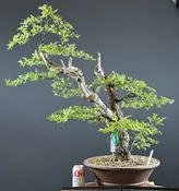 Cork Bark Chinese Elm Bonsai