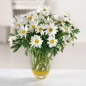 Daisy Daze
