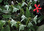 Crossandra infundibuliformis 'Green Ice'
