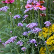 Verbena bonariensis 'Lollipop'