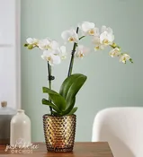 Double Stem White Orchid Plant in Beautiful Pot
