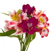 ALSTROMERIA 10 STEM BUNCH
