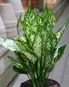 Aglaonema 'Osaka'