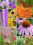 32 Plant Prairie Sampler