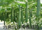 六角白沙肉長絲瓜籽