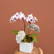 Botanica