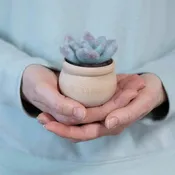 Felted Sky - Ghost Plant Succulent Mini Needle Felting Kit