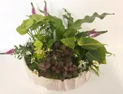Beechwood Bowl