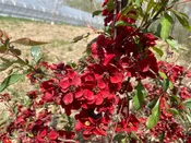 Chaenomeles japonica, 'Kurokoji' Japanese Flowering Quince