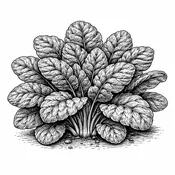 Bloomsdale Spinach Seeds