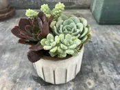 Same day plant delivery San Diego — Thistle Floral