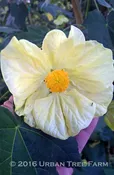 Abutilon hybridum ‘Butter Bells TM’