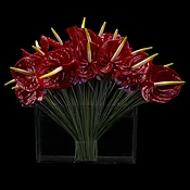 Art of Anthurium