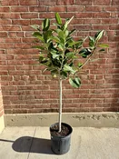 10" audrey ficus — the plant gays