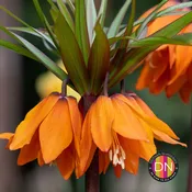 Crown Imperial Fritillaria Imperialis 'Rubra' Bulb