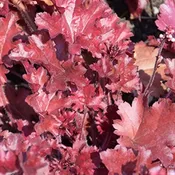 ‘Cherry Truffles’ Coralbells