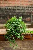English Ivy