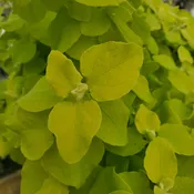 Golden Licorice Vine