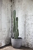 Desert dreams — Casey's Flower Studio