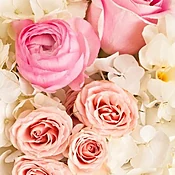 Designer's Choice - Pastels