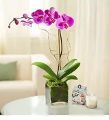 Elegant Purple Orchid Plant