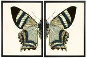 Diptych Grey & Black Butterfly
