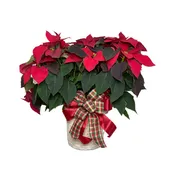 10-Inch Poinsettia – Red