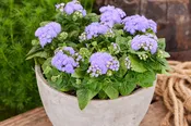Ageratum Aloha Blue