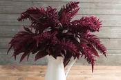 Amaranthus cruentus ‘Red Spike’