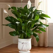 10" Peace Lily in a white  or brown basket with a white bow