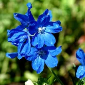 Delphinium Blue Mirror (Larkspur) | Two Live Perennial Plants | Non-GMO, Large Flower Spikes
