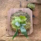 Platycerium 'Foong Si Qi' (Staghorn fern)
