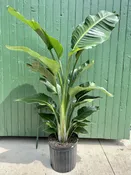 12" bird of paradise — the plant gays