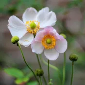 Anemone, September Charm Anemone