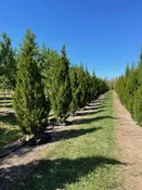 ‘Brodie’ Red Cedar  –  Out of Stock