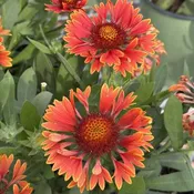 Blanket Flower Spintop Mariachi Red Sky 6" Pot