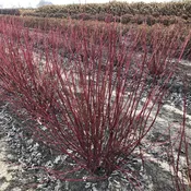 Arctic Fire® Red Red-Twig Dogwood (Cornus)