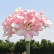 Amaryllis, Tika Disco