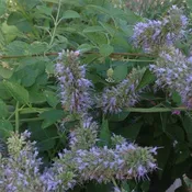 Agastache foeniculum (1 qt) | Anise Hyssop (1 qt)