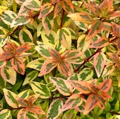 Abelia ‘Kaleidoscope’